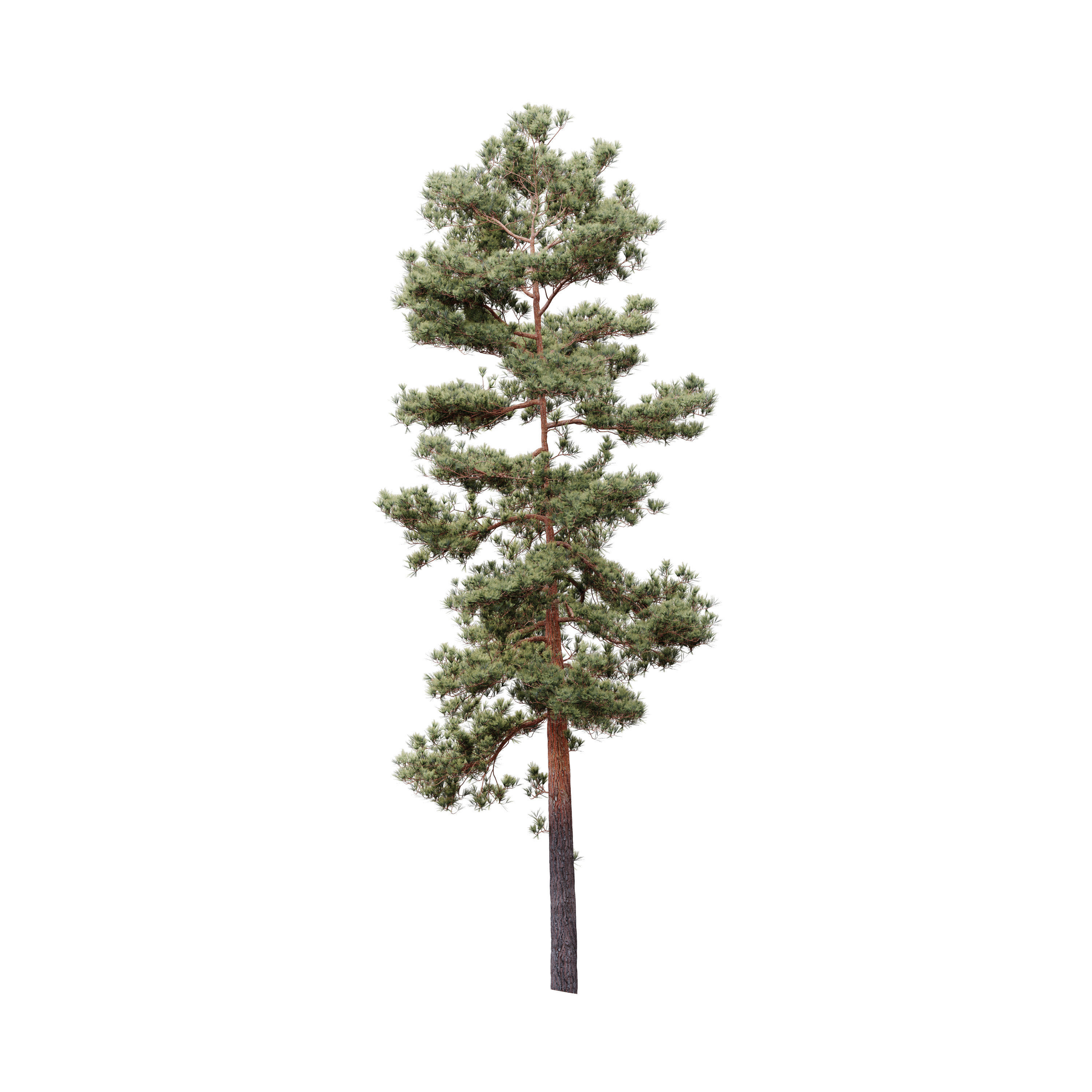 HeliosVegetation vol5 Pinus Syluestriformis Pack of 12 Pines  3D model_12