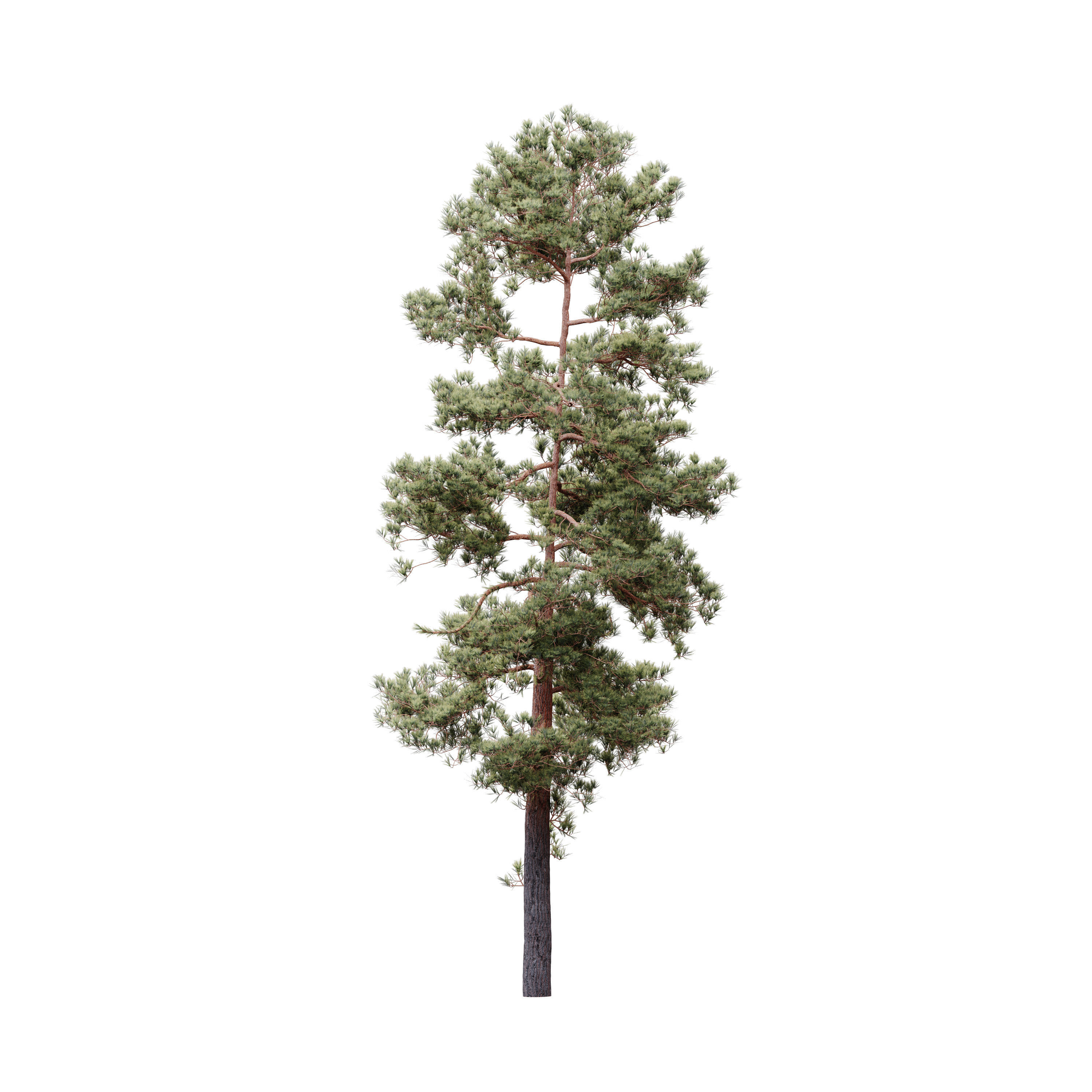 HeliosVegetation vol5 Pinus Syluestriformis Pack of 12 Pines  3D model_11
