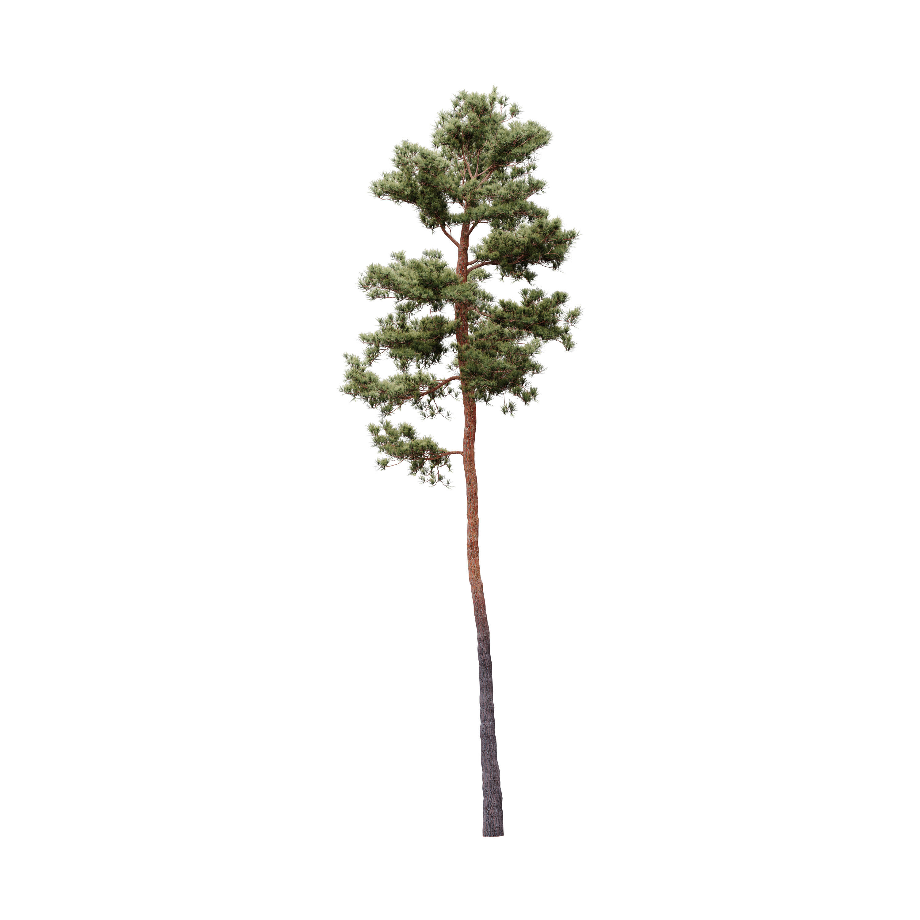 HeliosVegetation vol5 Pinus Syluestriformis Pack of 12 Pines  3D model_4