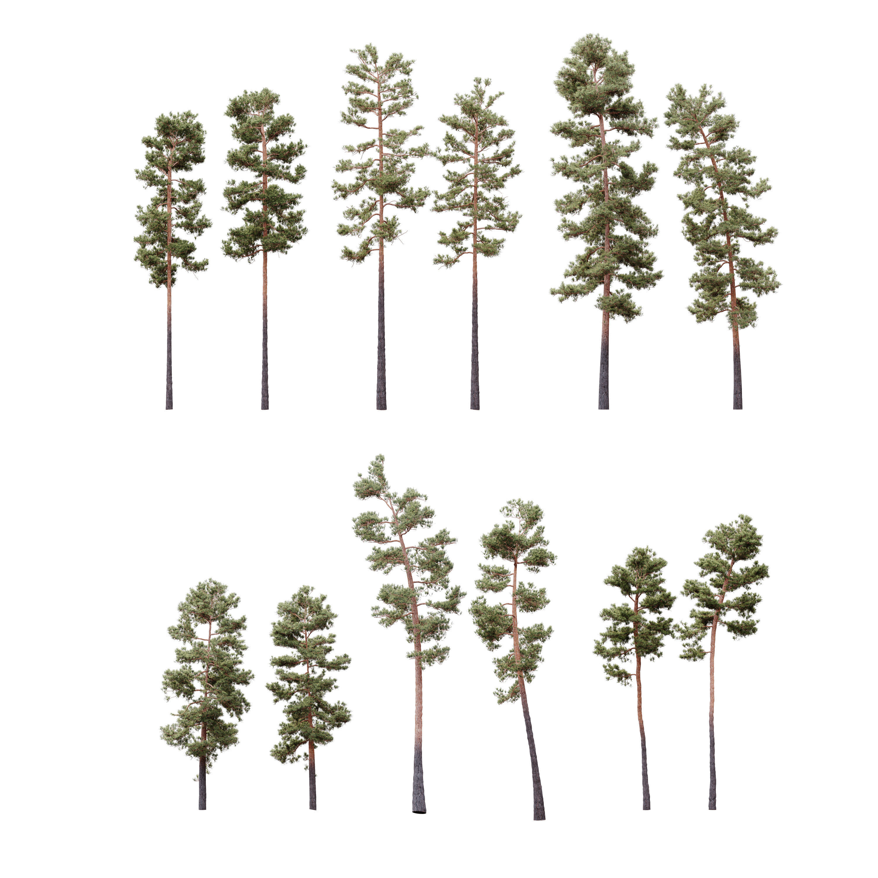 HeliosVegetation vol5 Pinus Syluestriformis Pack of 12 Pines  3D model_1
