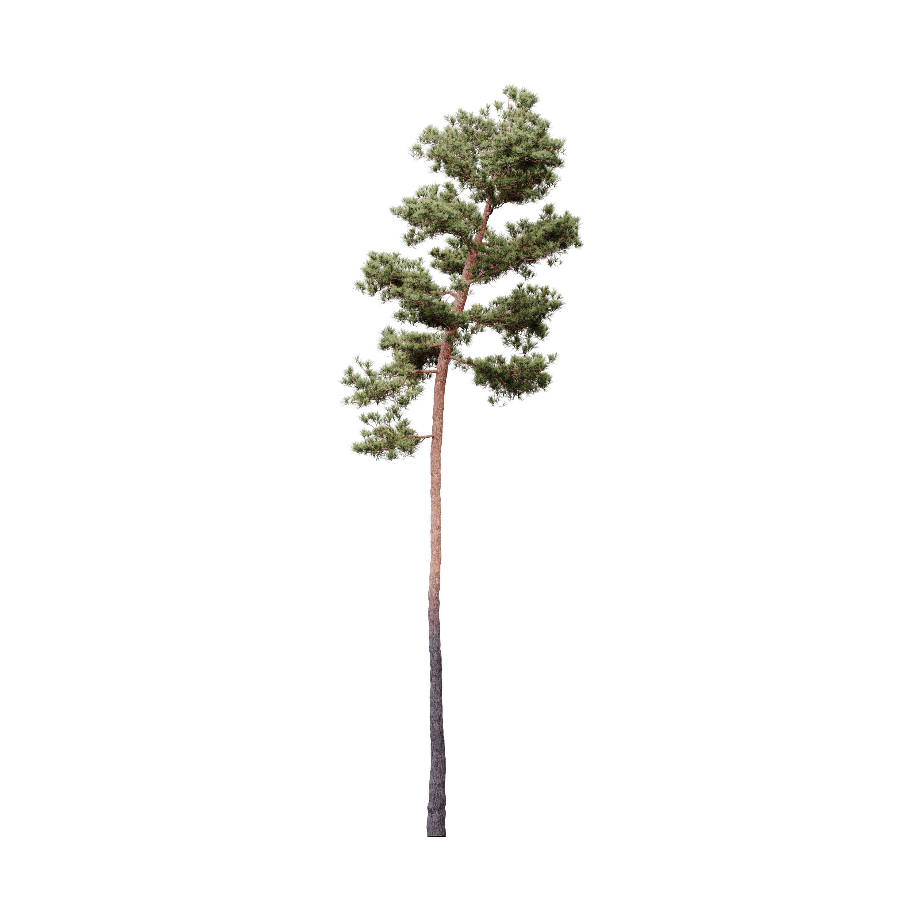 HeliosVegetation vol5 Pinus Syluestriformis Pack of 12 Pines  3D model_5
