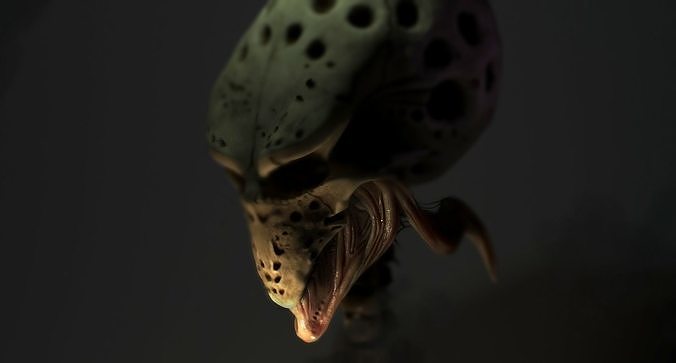 Snail skull 3D model