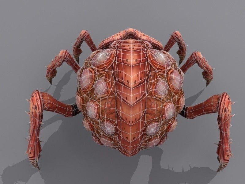 Queen bug Low-poly 3D model_5