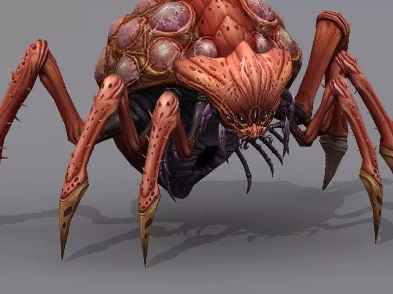 Queen bug Low-poly 3D model_0