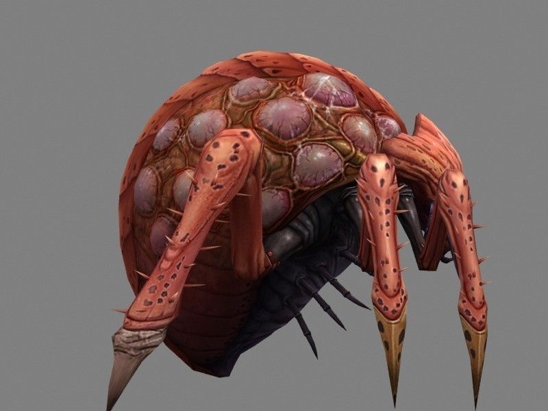 Queen bug Low-poly 3D model_8