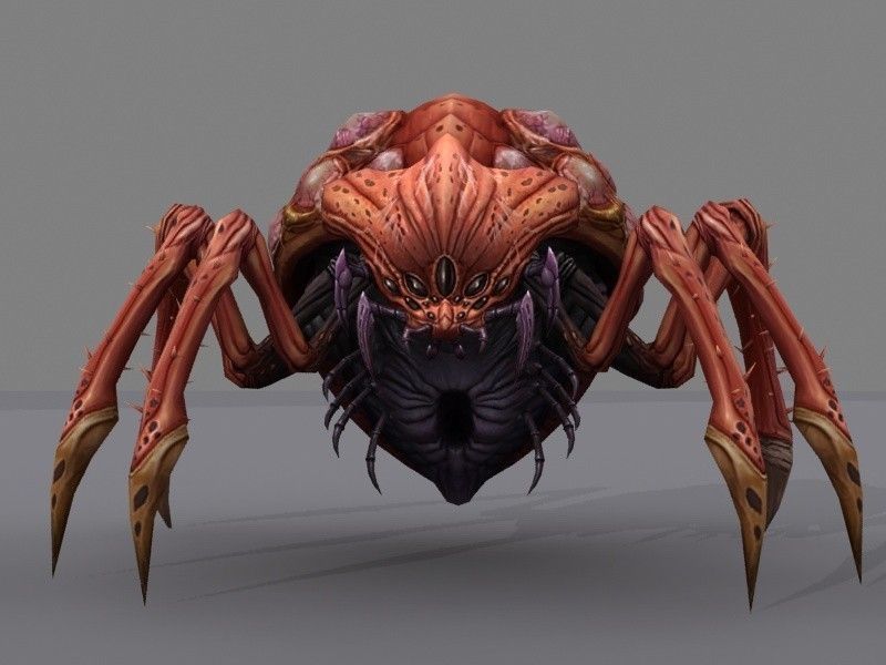 Queen bug Low-poly 3D model_2