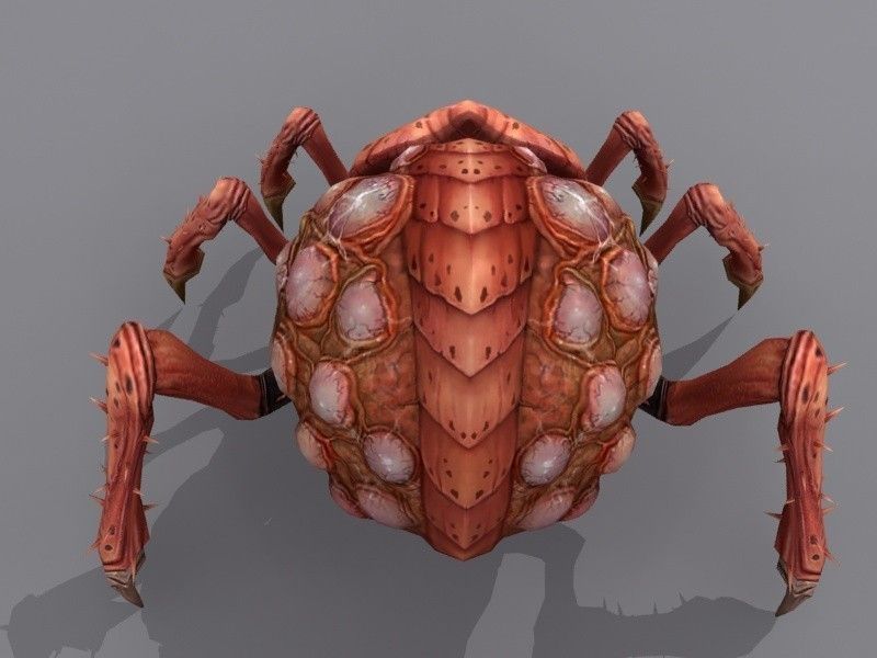 Queen bug Low-poly 3D model_3
