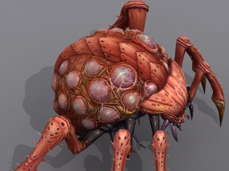 Queen bug Low-poly 3D model_6