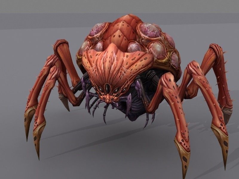 Queen bug Low-poly 3D model_1