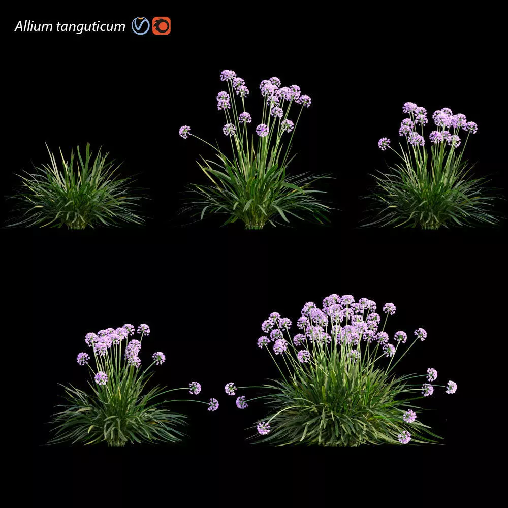 Allium tanguticum 03 3D model_0