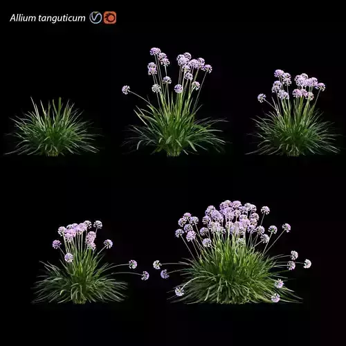 Allium tanguticum 03 3D model