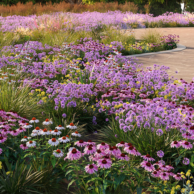 Allium tanguticum 03 3D model_1