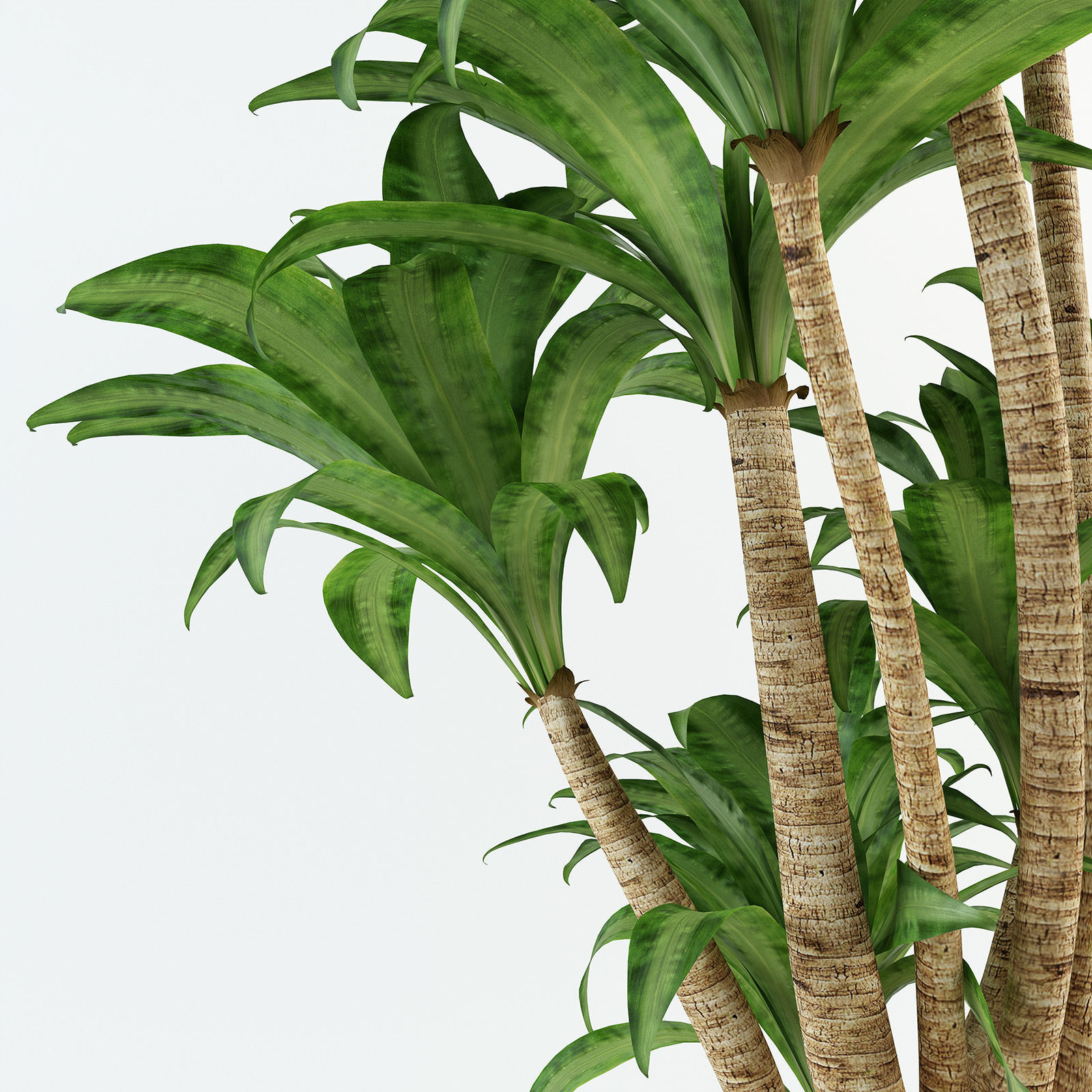 Palm tree in flowerpot 3D model_7