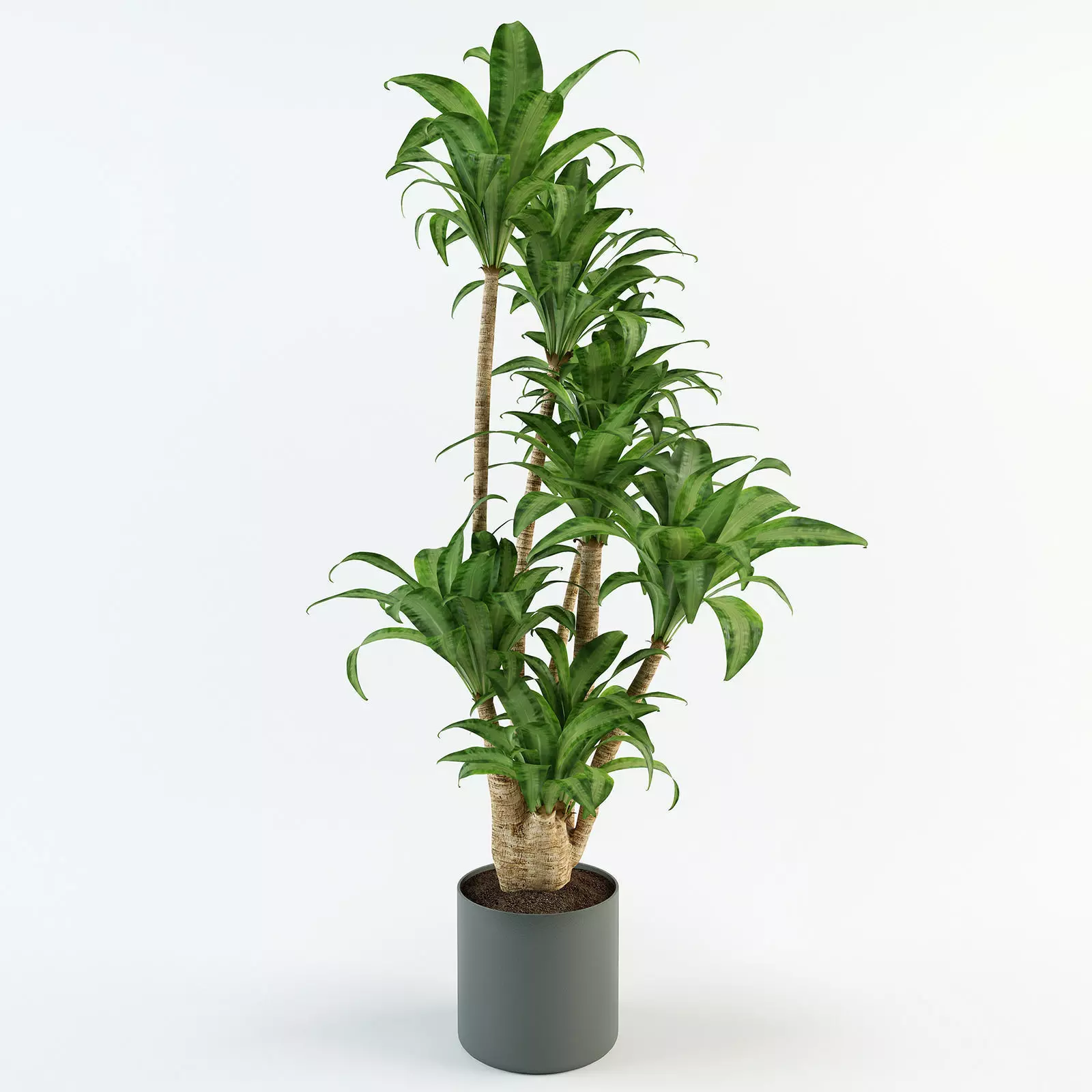 Palm tree in flowerpot 3D model_0