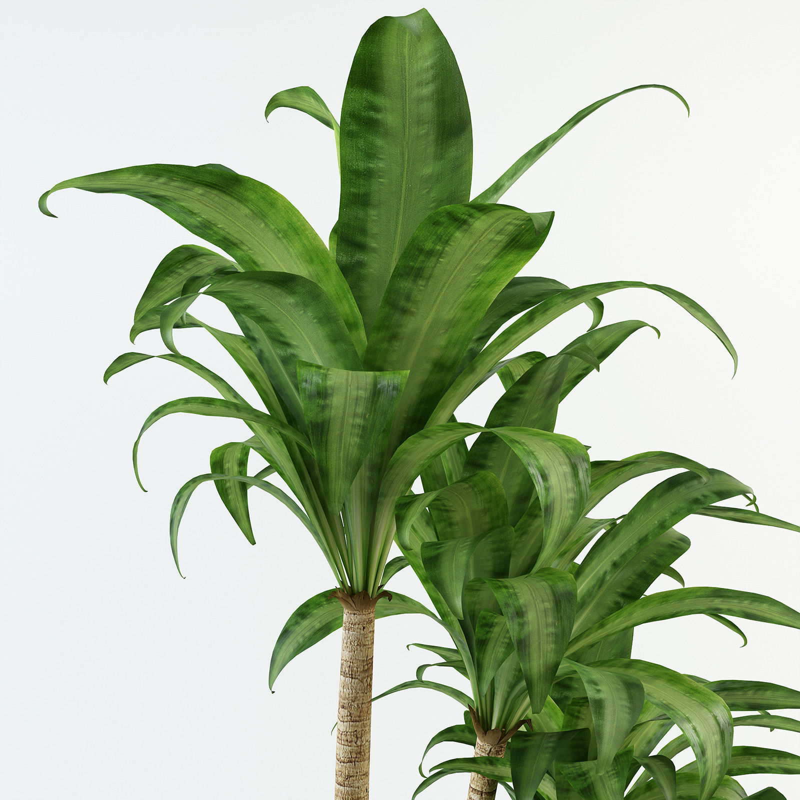 Palm tree in flowerpot 3D model_6