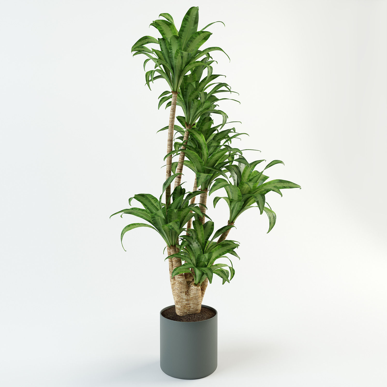 Palm tree in flowerpot 3D model_5