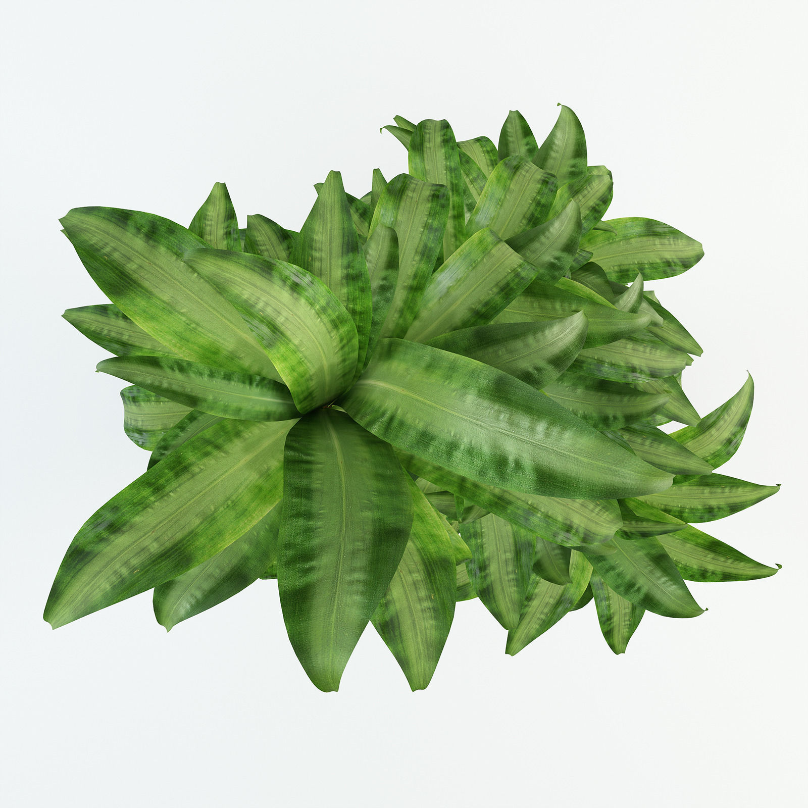 Palm tree in flowerpot 3D model_8