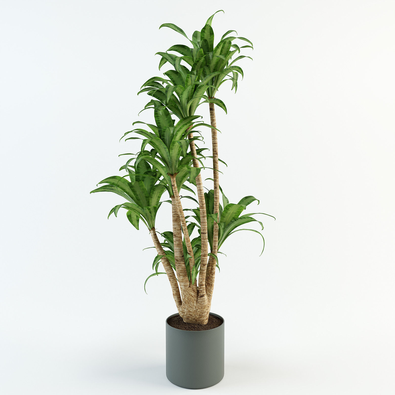 Palm tree in flowerpot 3D model_1