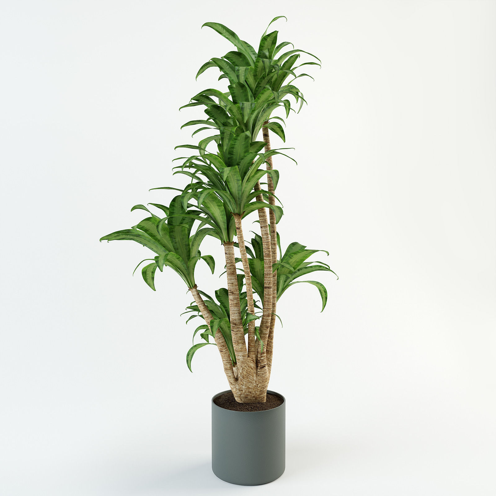 Palm tree in flowerpot 3D model_2