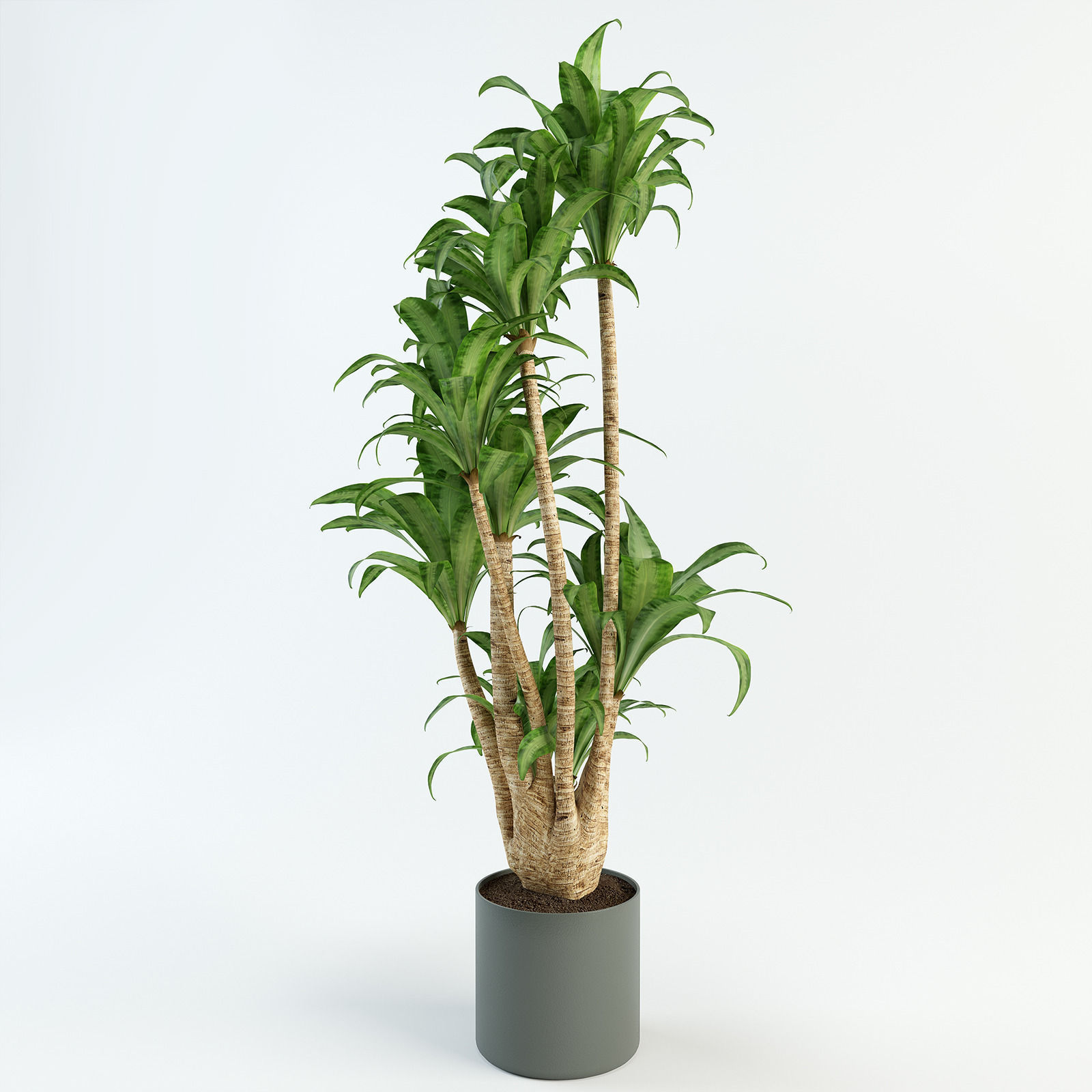Palm tree in flowerpot 3D model_4