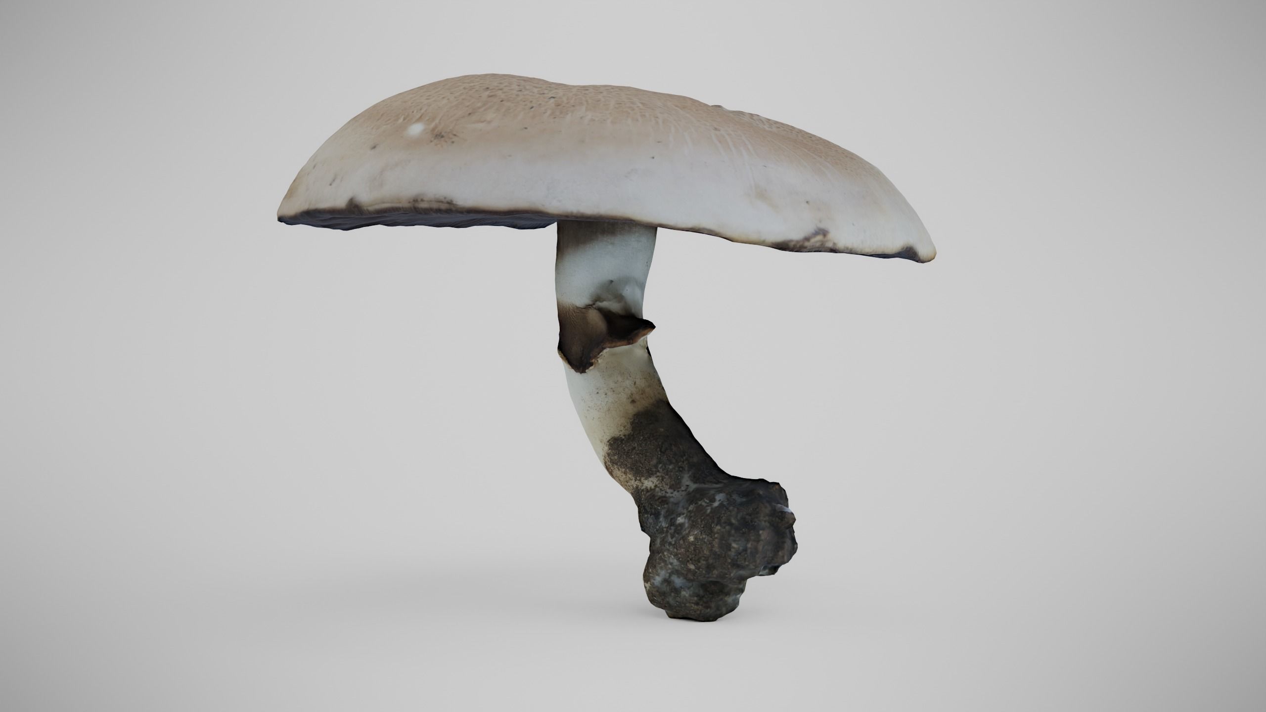 The Prince Mushroom - Light Brown Mushroom Low-poly 3D model_1