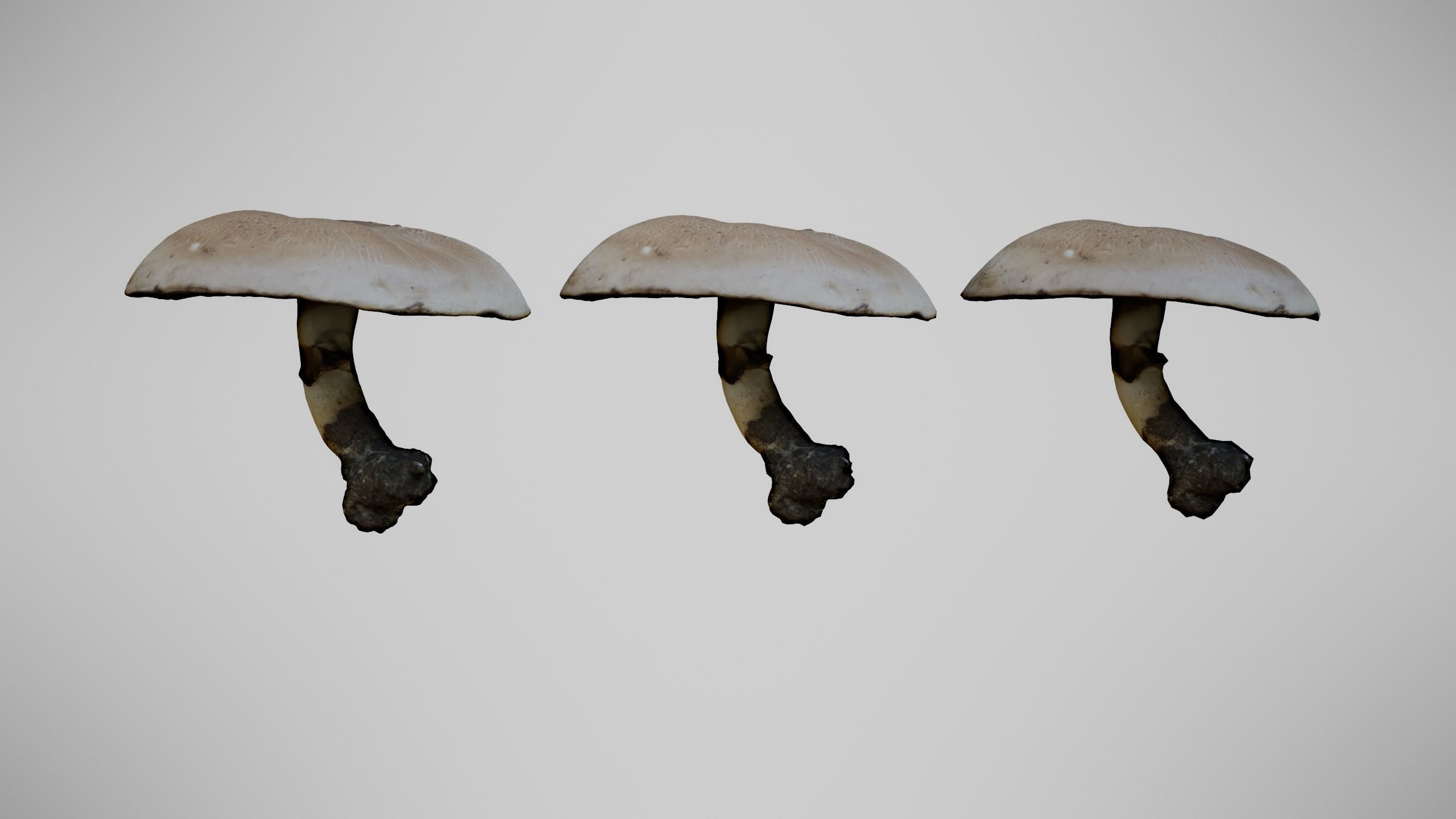 The Prince Mushroom - Light Brown Mushroom Low-poly 3D model_5