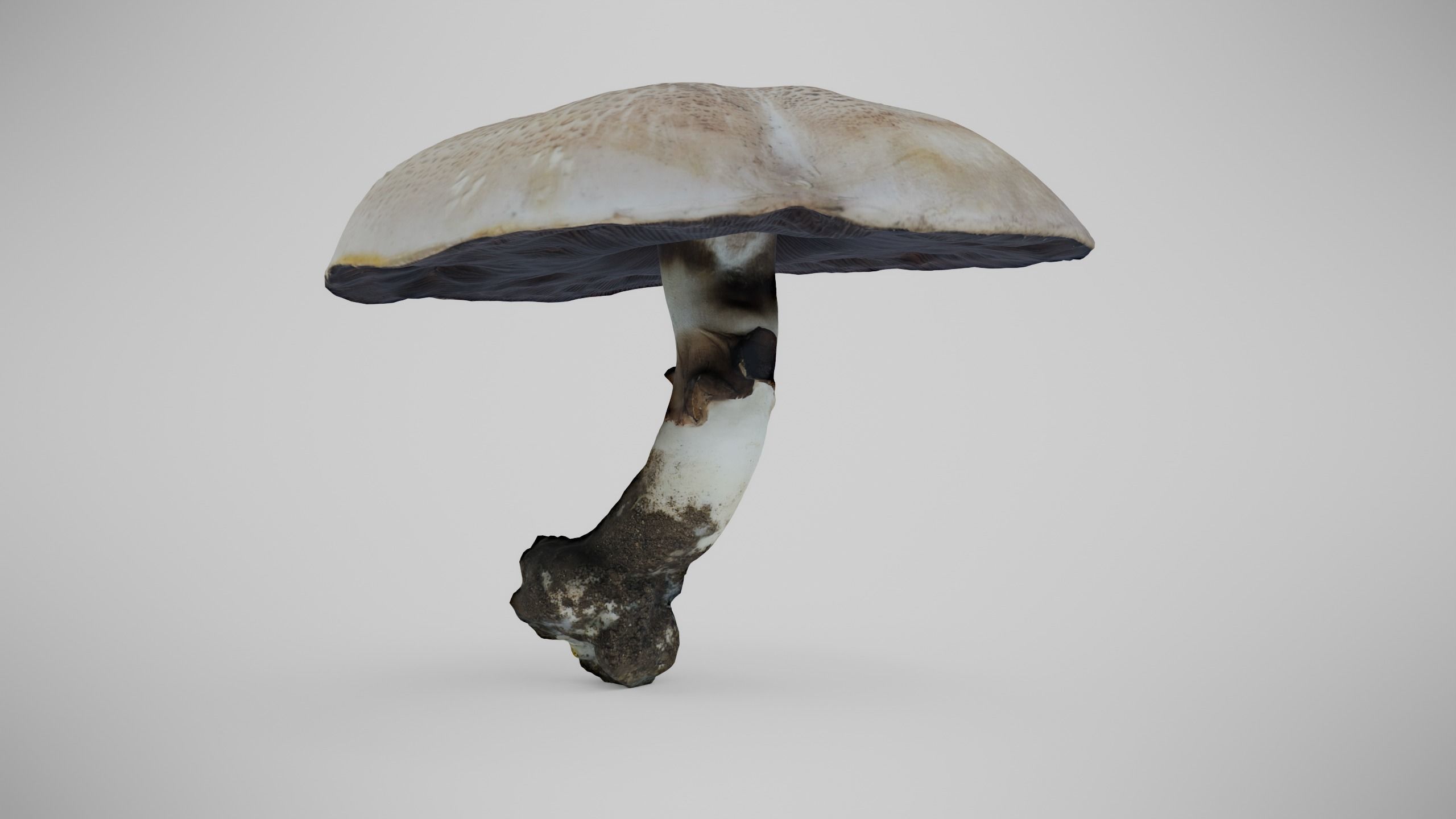 The Prince Mushroom - Light Brown Mushroom Low-poly 3D model_3