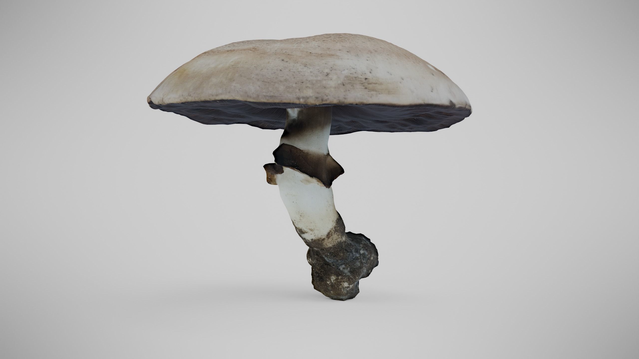 The Prince Mushroom - Light Brown Mushroom Low-poly 3D model_2