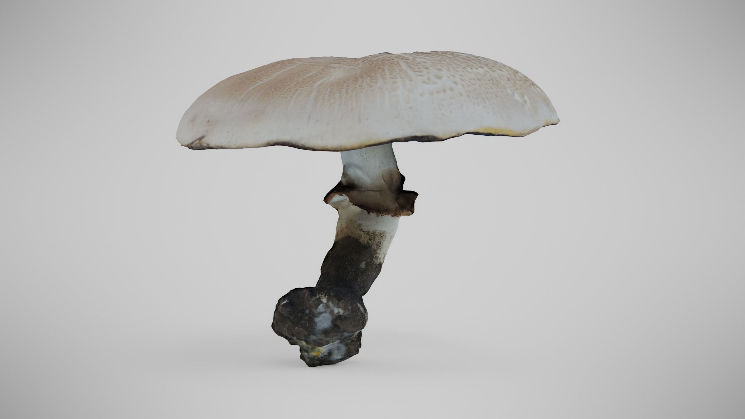 The Prince Mushroom - Light Brown Mushroom Low-poly 3D model_4
