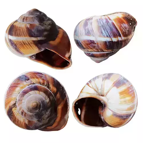 Empty Shell Snail 3D model