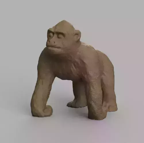Gorille gorilla