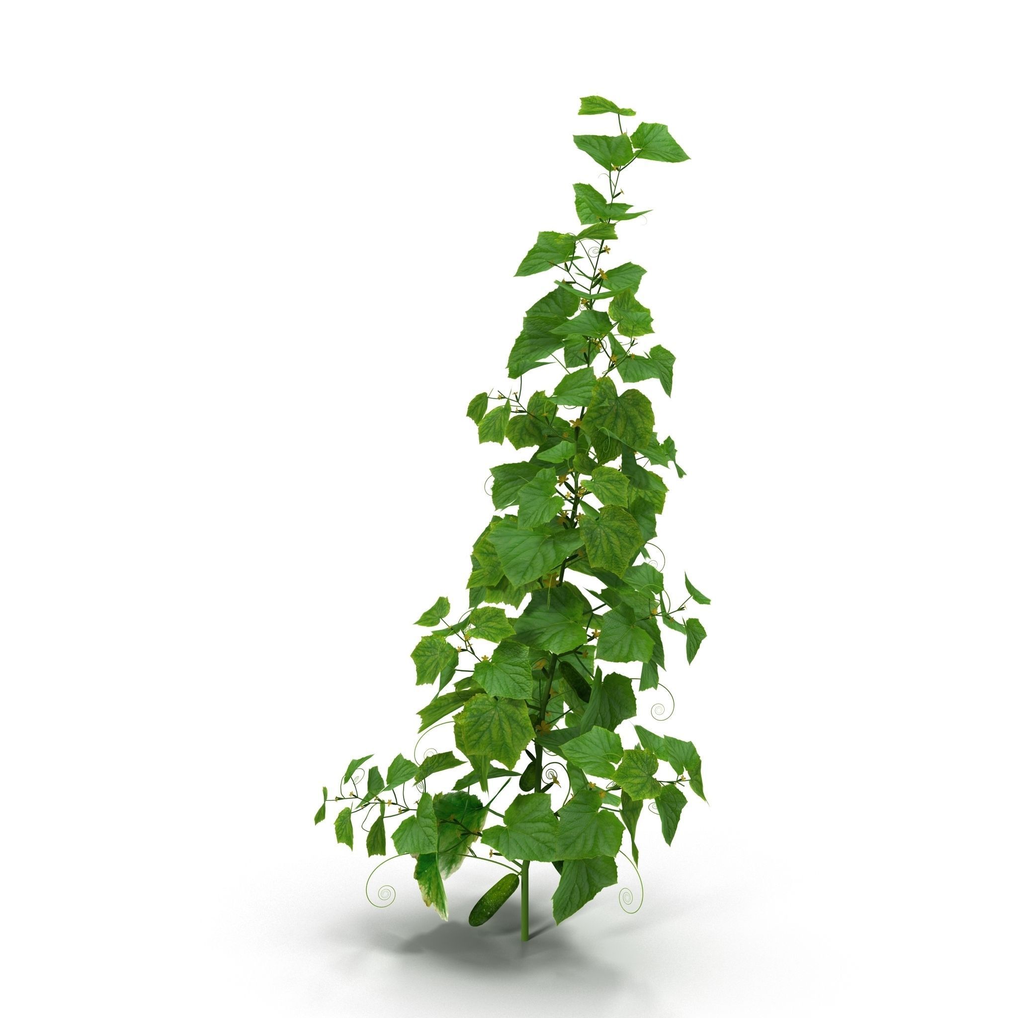 Cucumbers bush 3D model_5