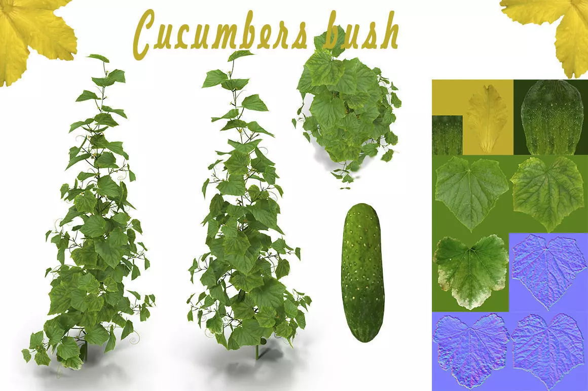 Cucumbers bush 3D model_0