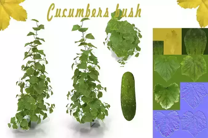 Cucumbers bush 3D model