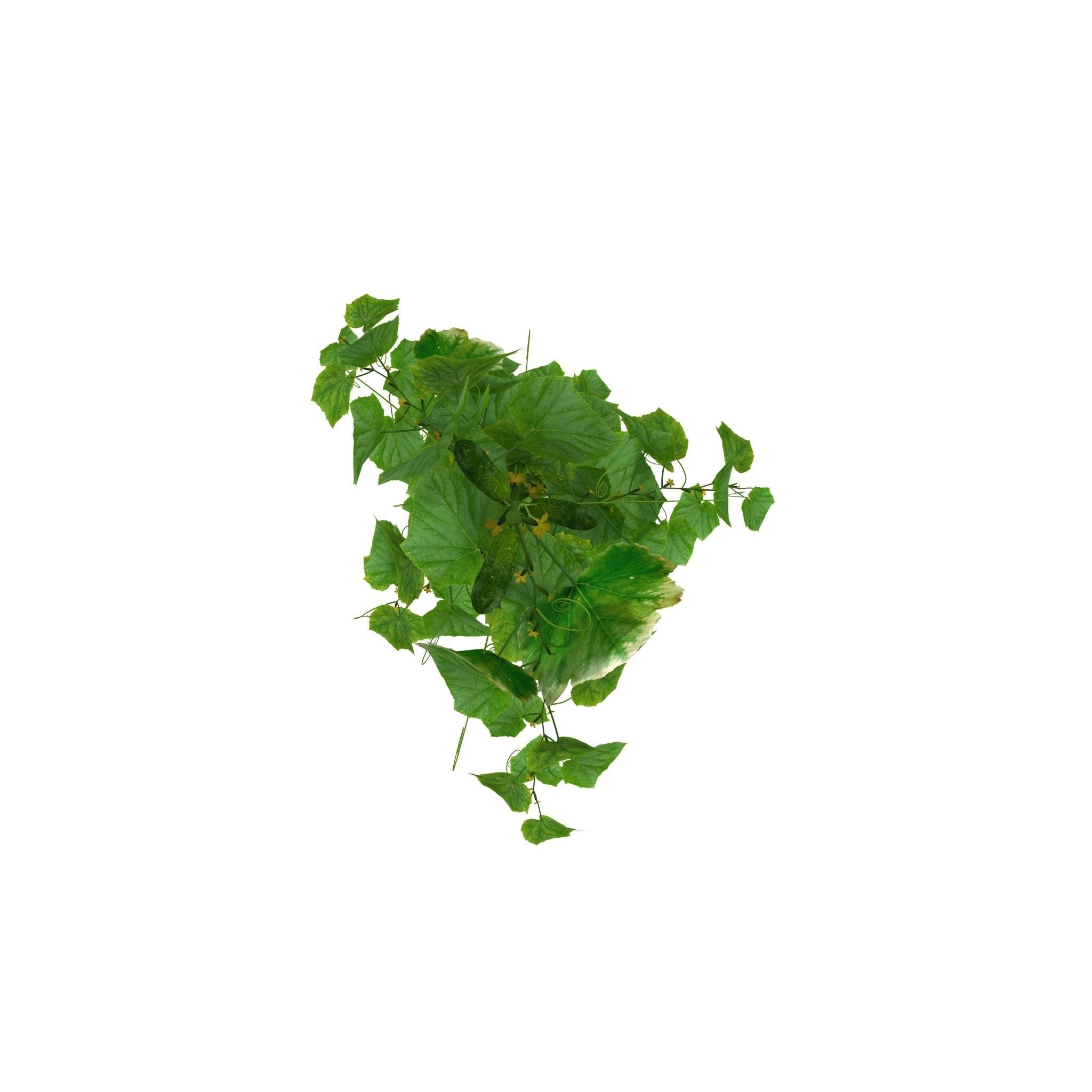 Cucumbers bush 3D model_9