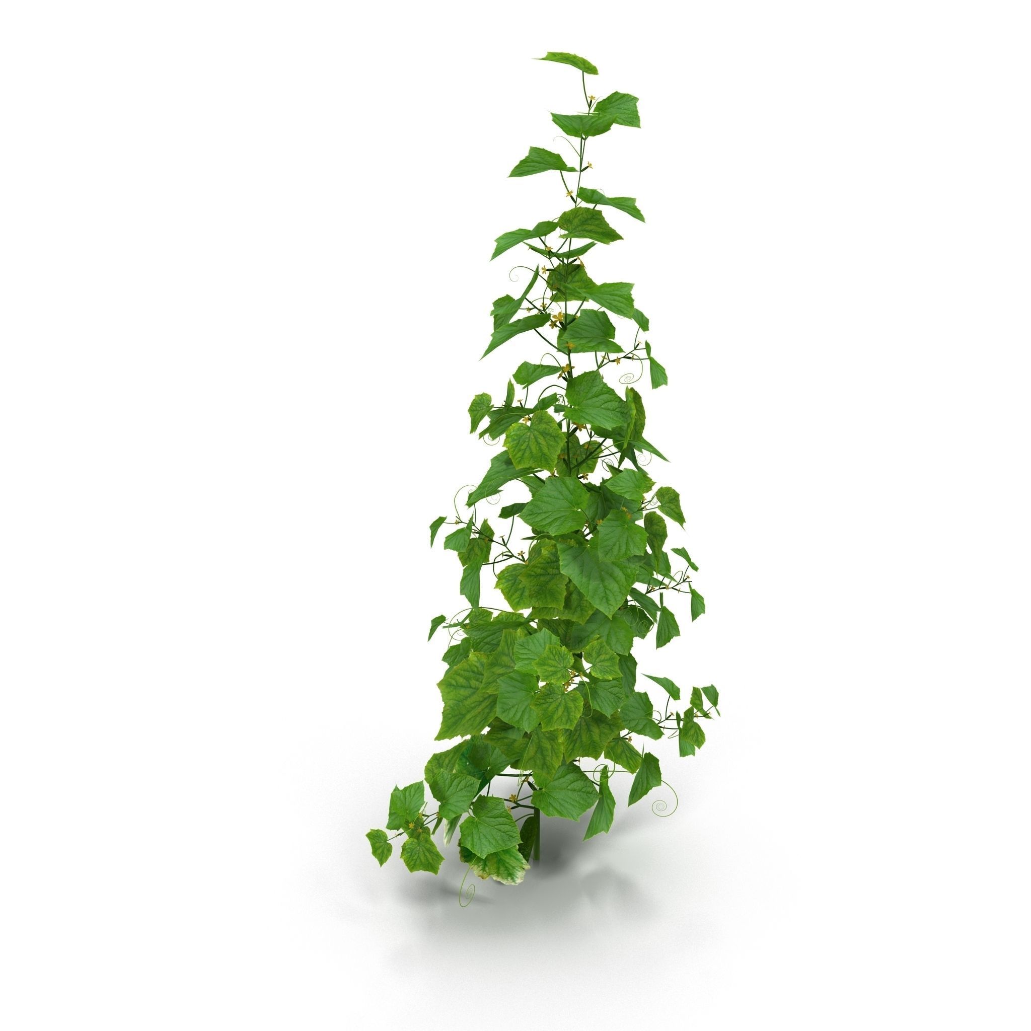 Cucumbers bush 3D model_4