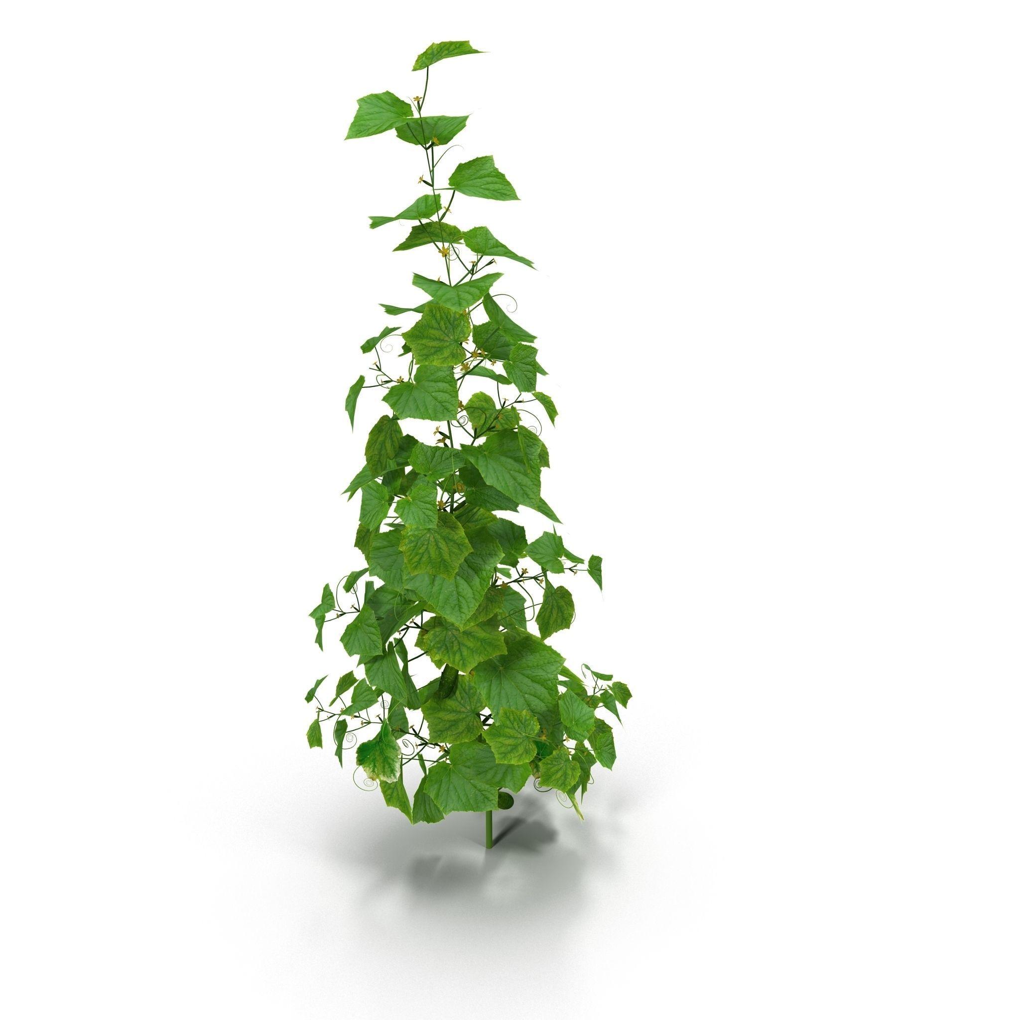 Cucumbers bush 3D model_2