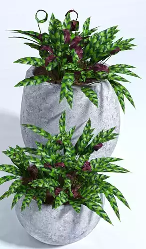 Calathea lancifolia 
