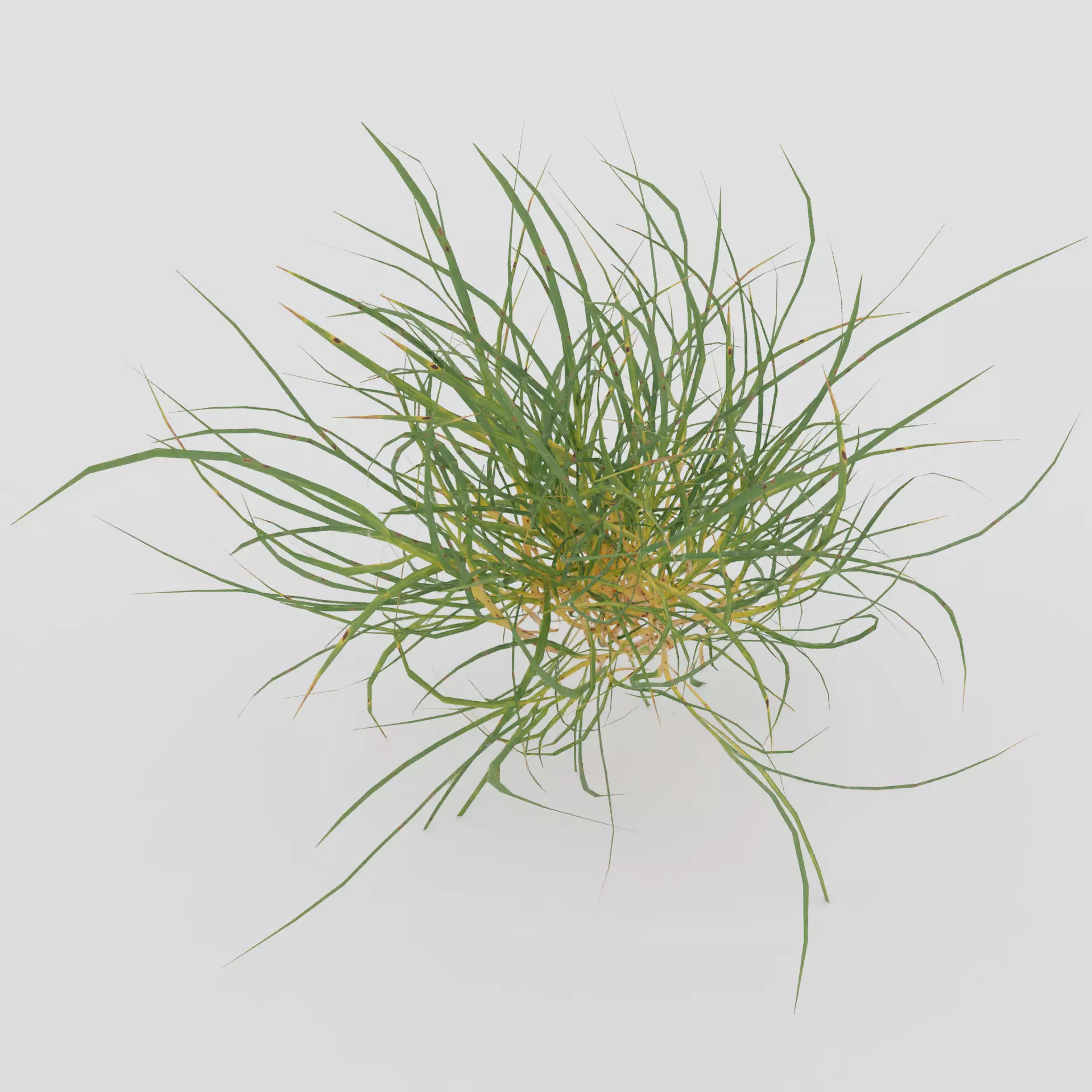 Grass plant 3D model