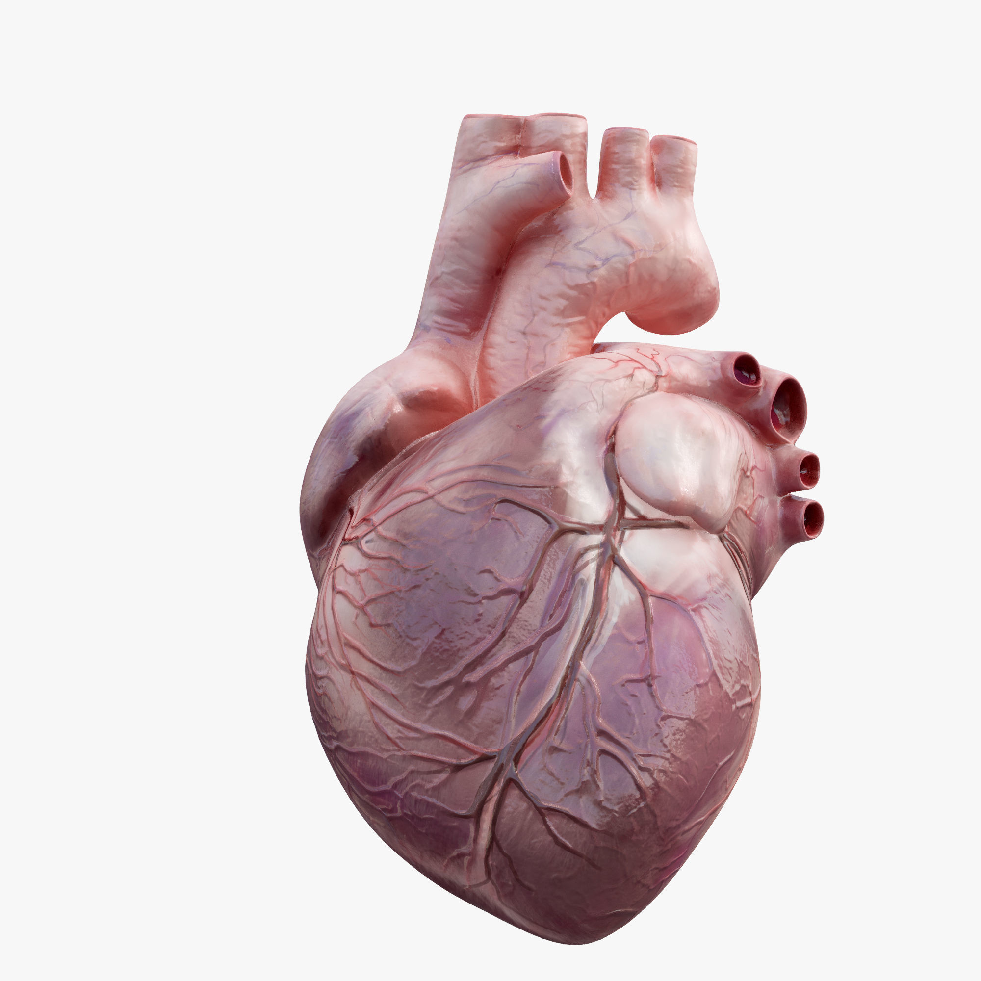 Heart Rigged 8K Low-poly 3D model_5