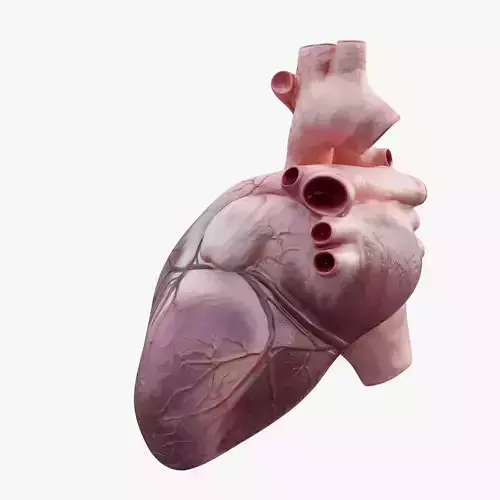 Heart Rigged 8K Low-poly 3D model