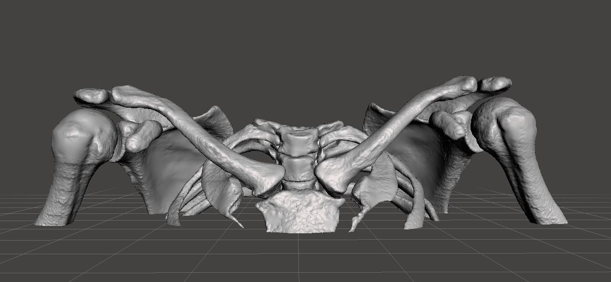 Upper Chest Bones - female 3D model_0