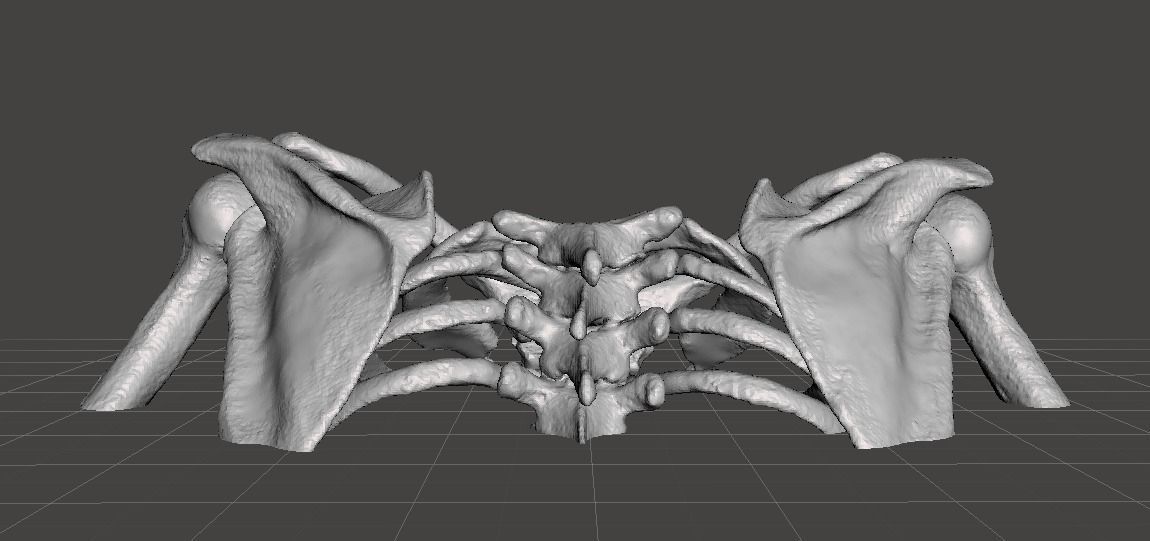 Upper Chest Bones - female 3D model_1