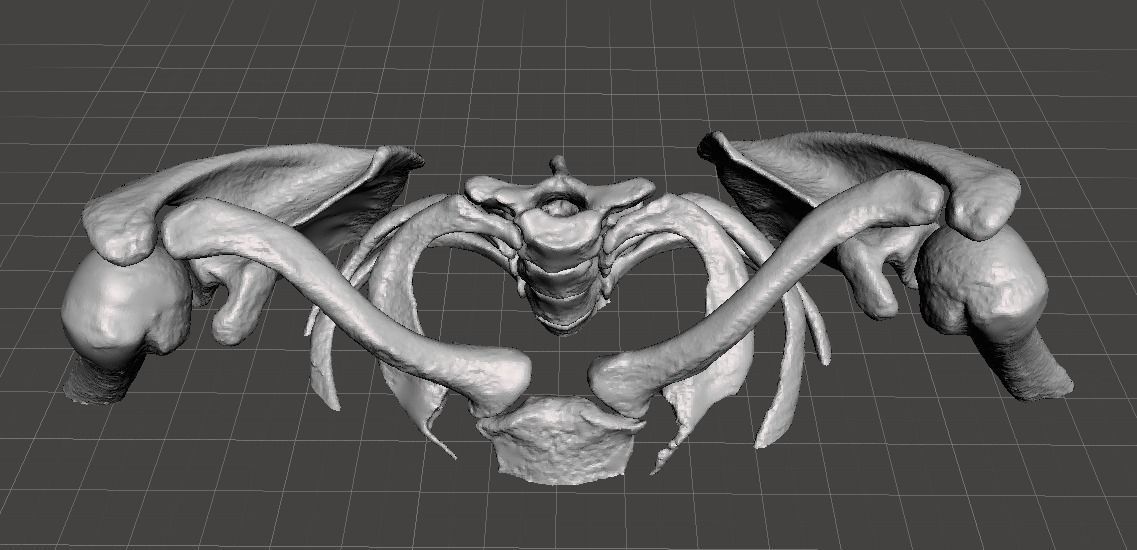 Upper Chest Bones - female 3D model_6