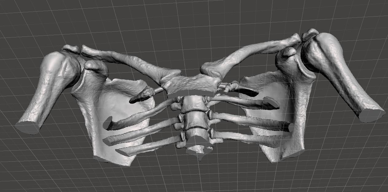 Upper Chest Bones - female 3D model_5