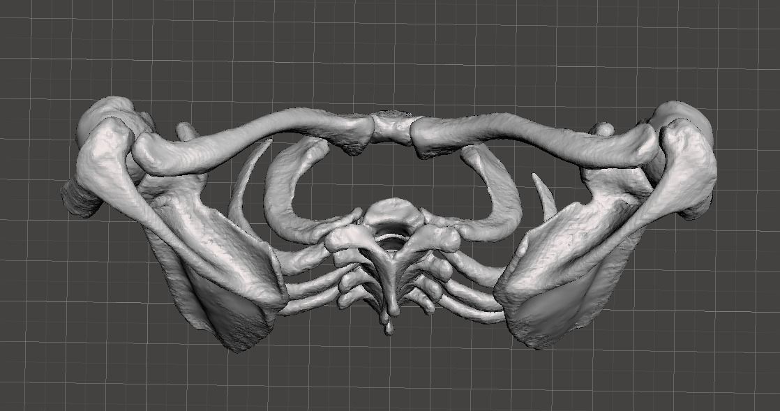 Upper Chest Bones - female 3D model_2