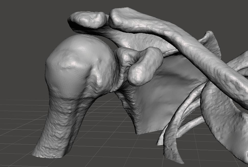 Upper Chest Bones - female 3D model_8