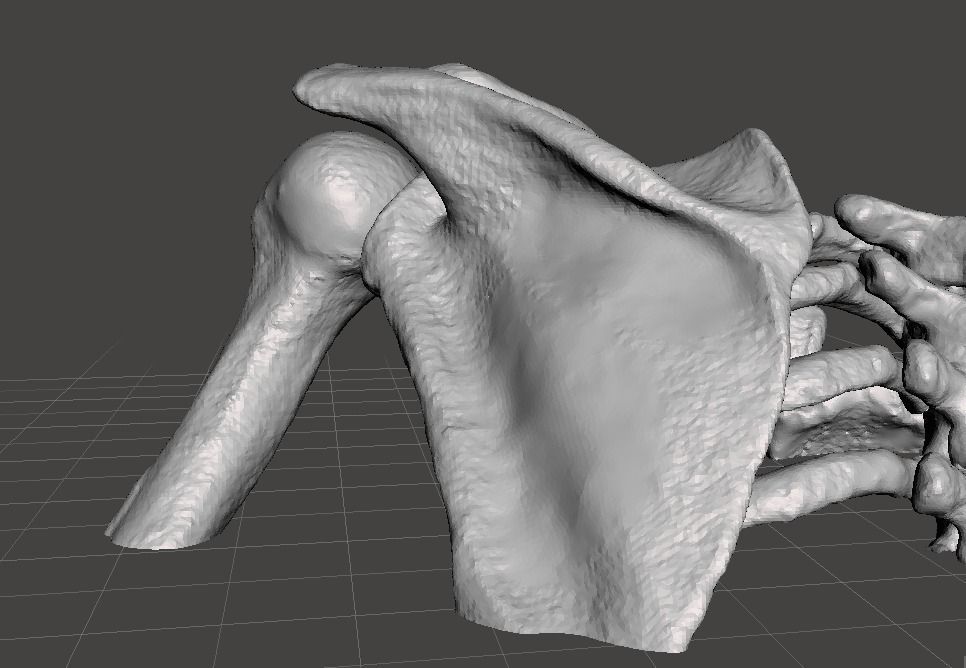 Upper Chest Bones - female 3D model_9