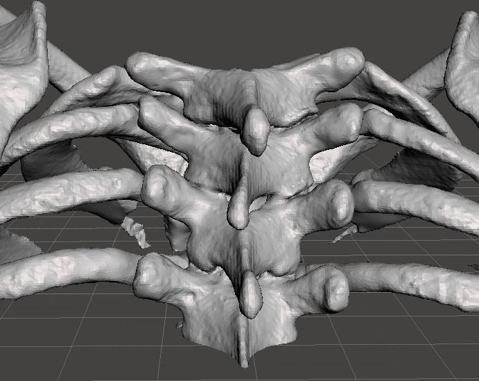 Upper Chest Bones - female 3D model_10