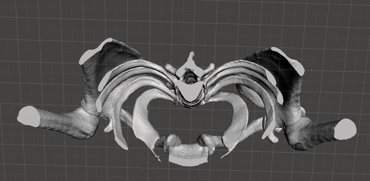 Upper Chest Bones - female 3D model_4